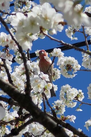 House Finch amidst spring blossoms