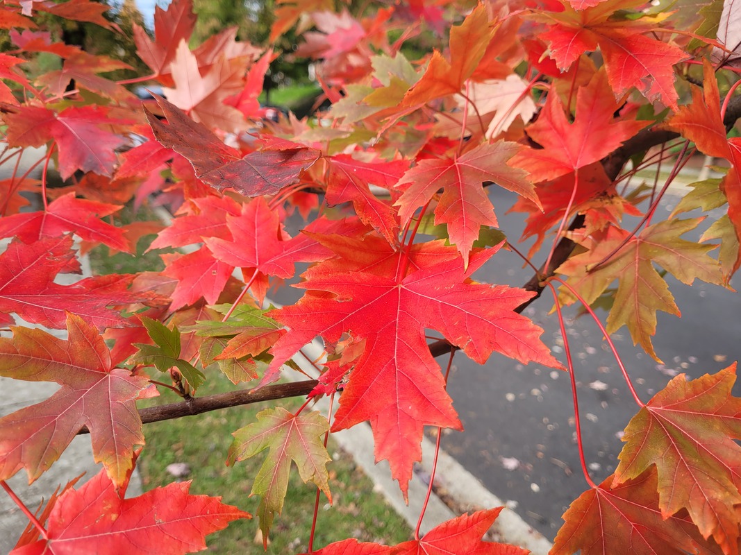 Magnificent autumn colored Maple leaves