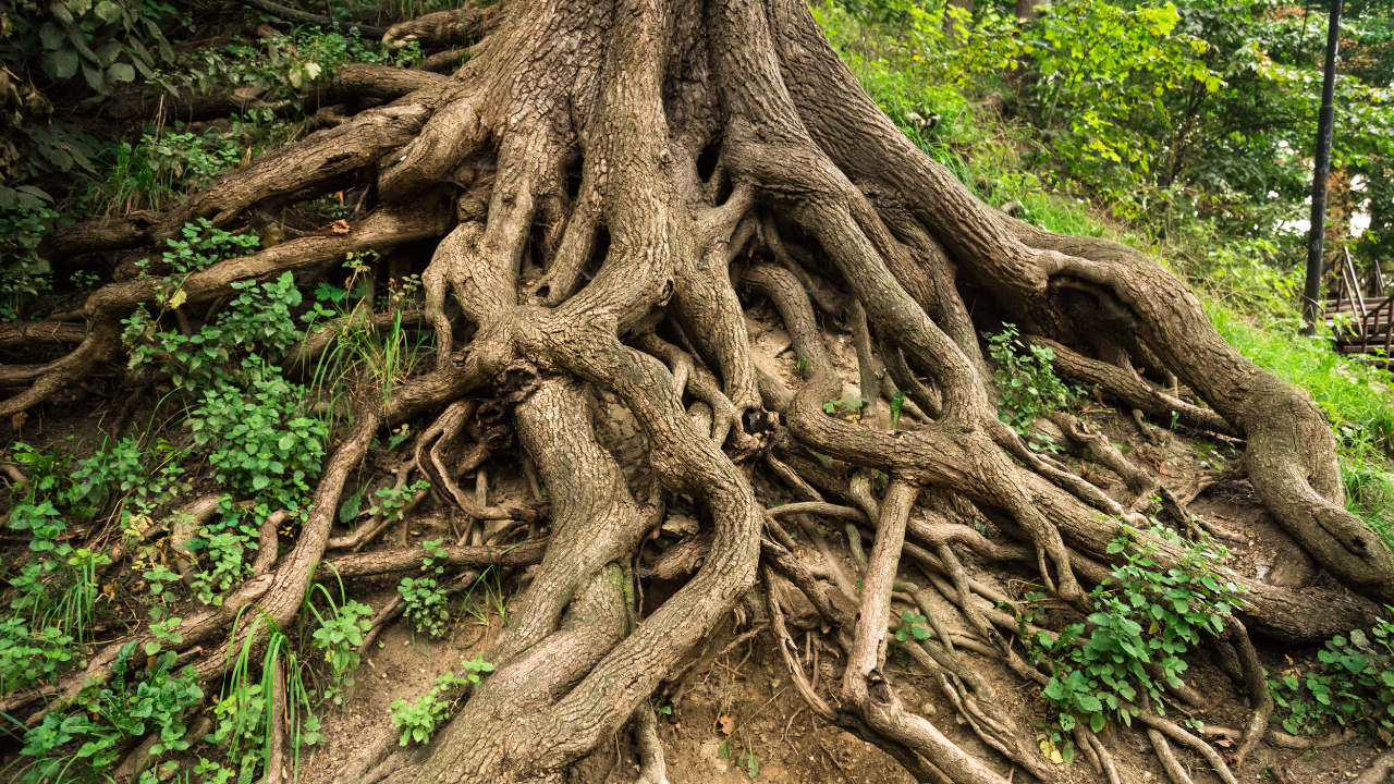 Tree roots in springtime