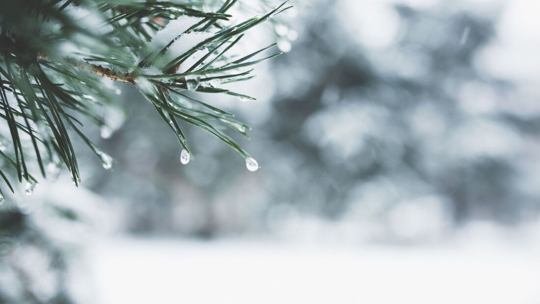 Close-up of frozen drops on a pine tree branch